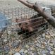 Пастка живоловка для вилову куниць, диких котів та інших тваринок Q25D фото 5